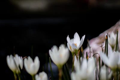 Close-up of delicate white flowers with soft natural light, symbolizing growth and purity.
