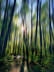a path through a forest