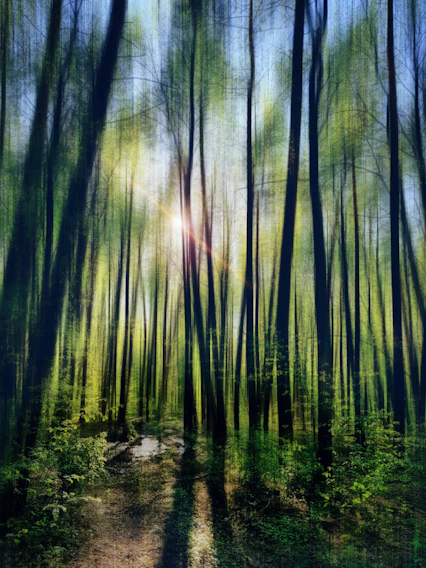 a path through a forest