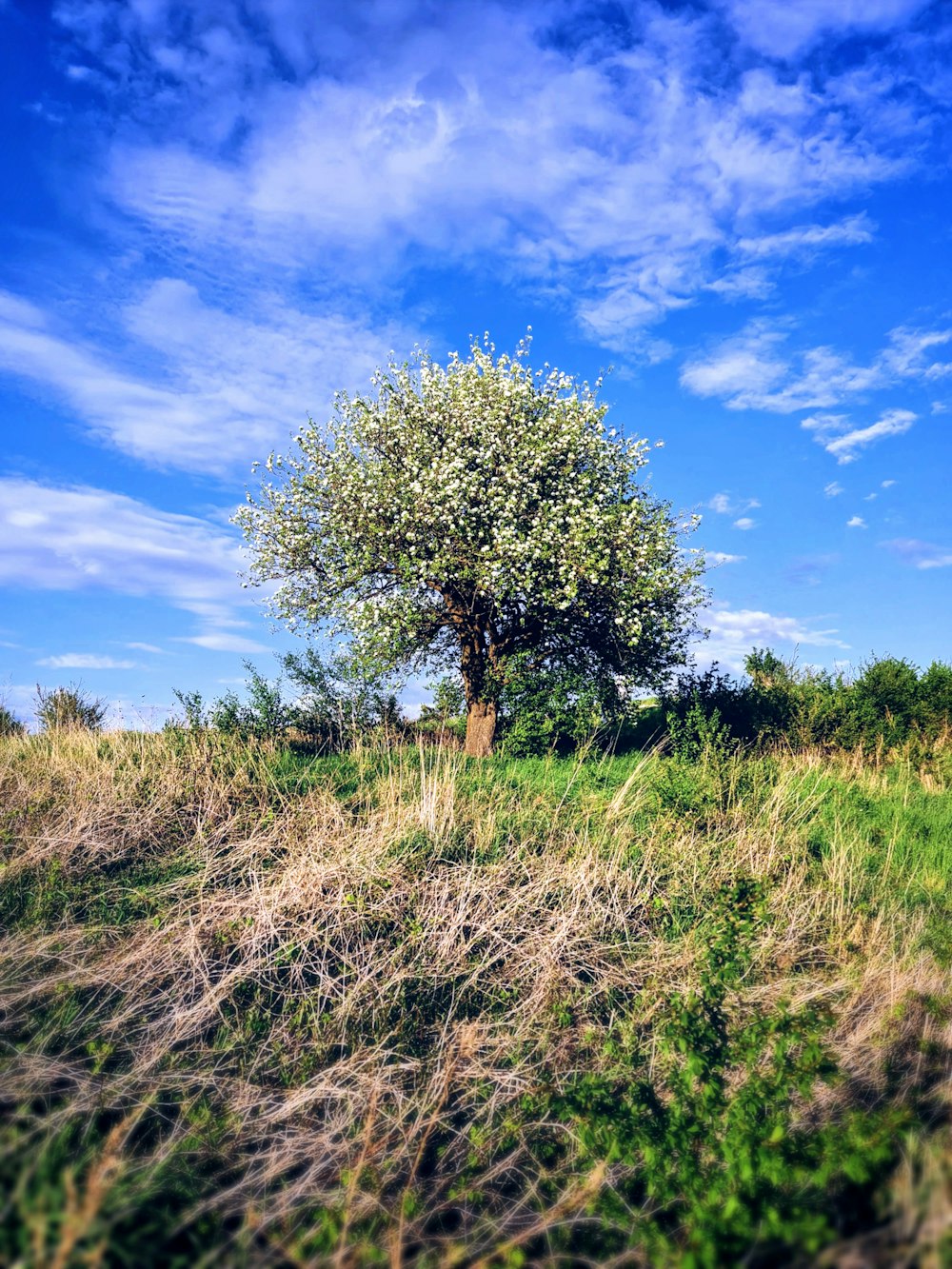 a tree in a field