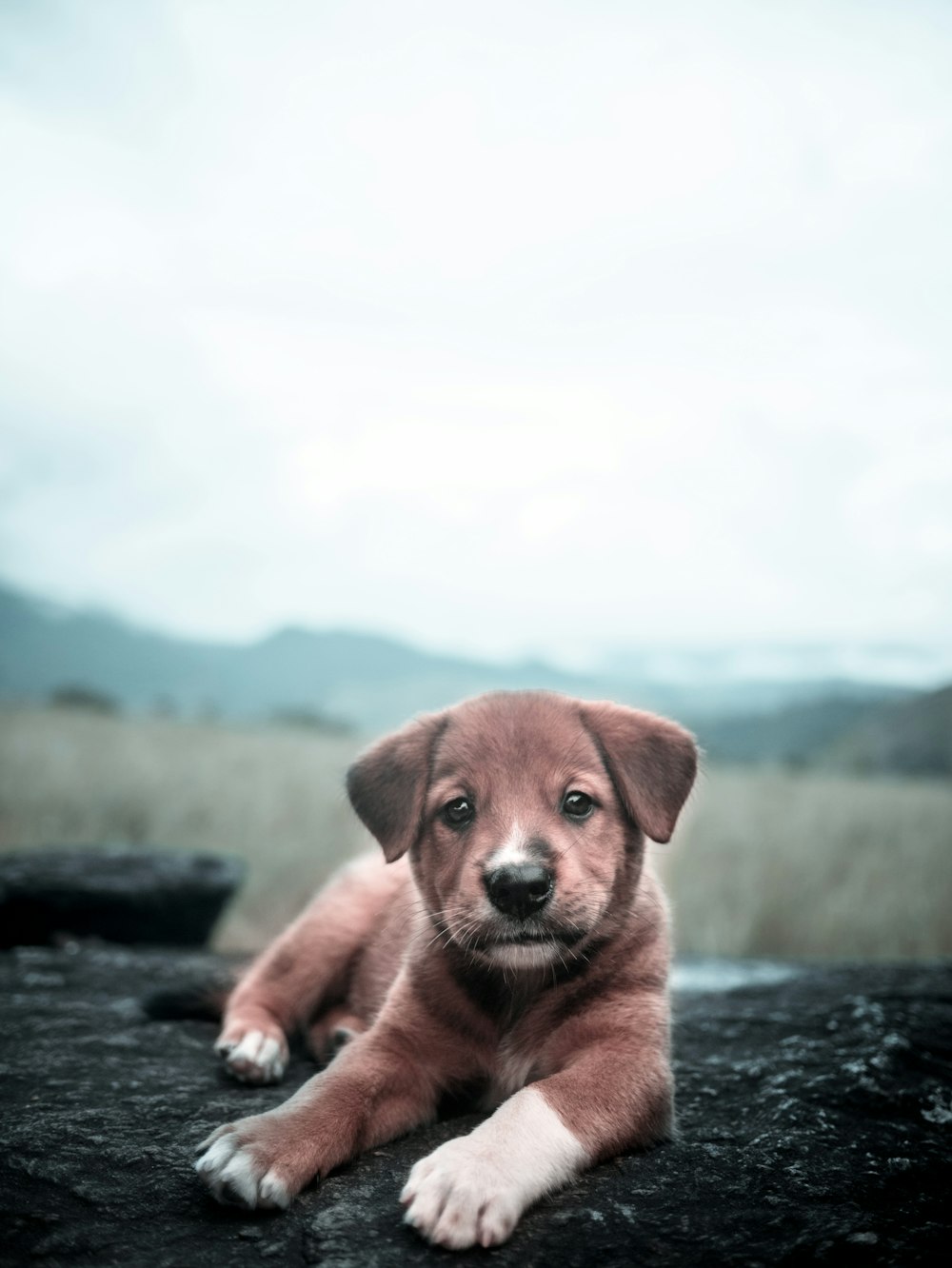 a puppy lying on a rock