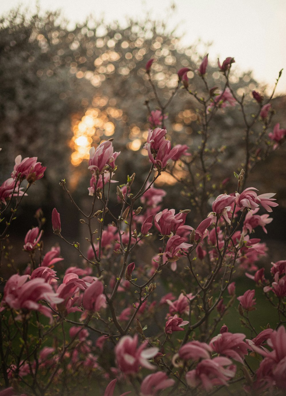 a group of pink flowers