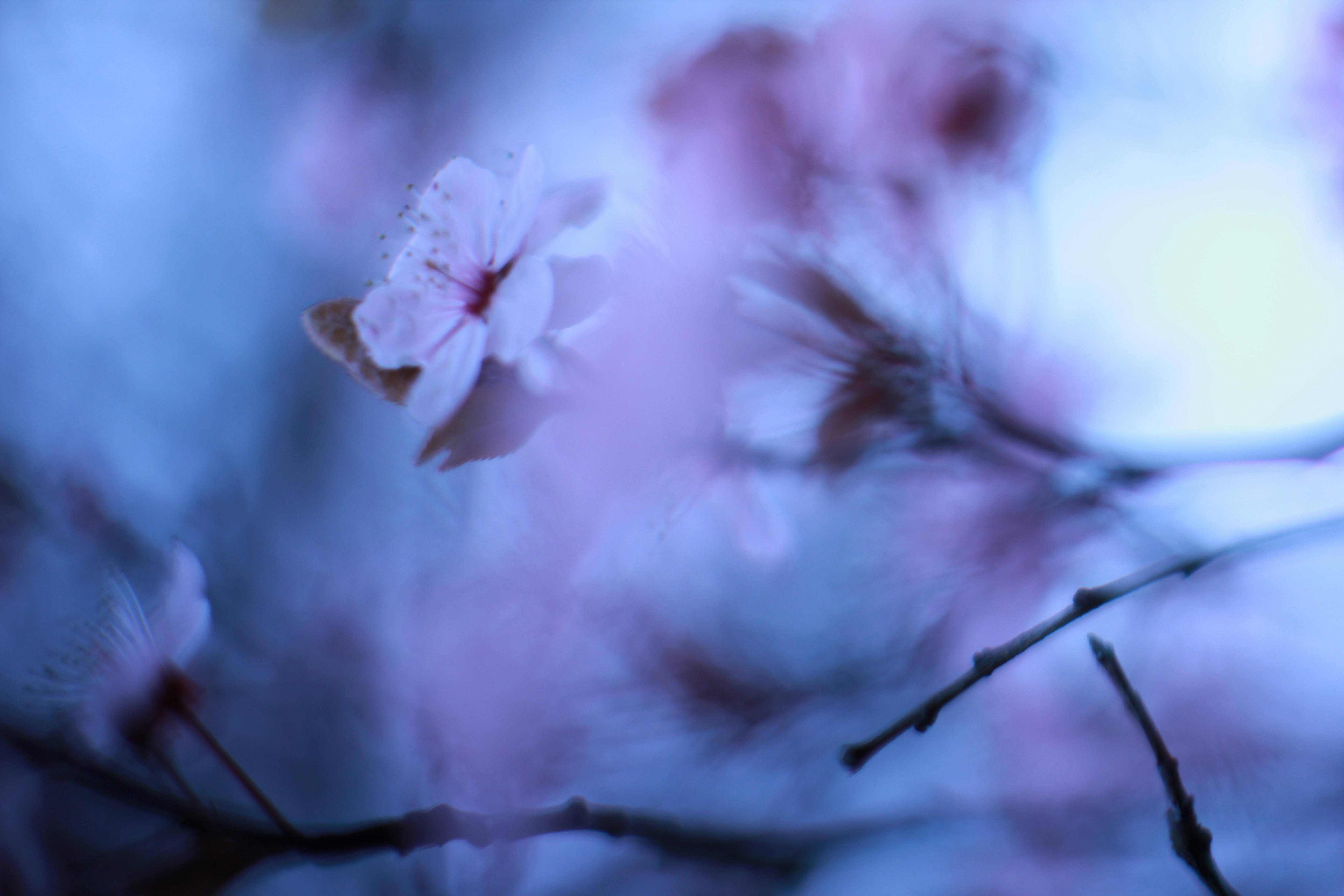 Photo by aneta_sandhu