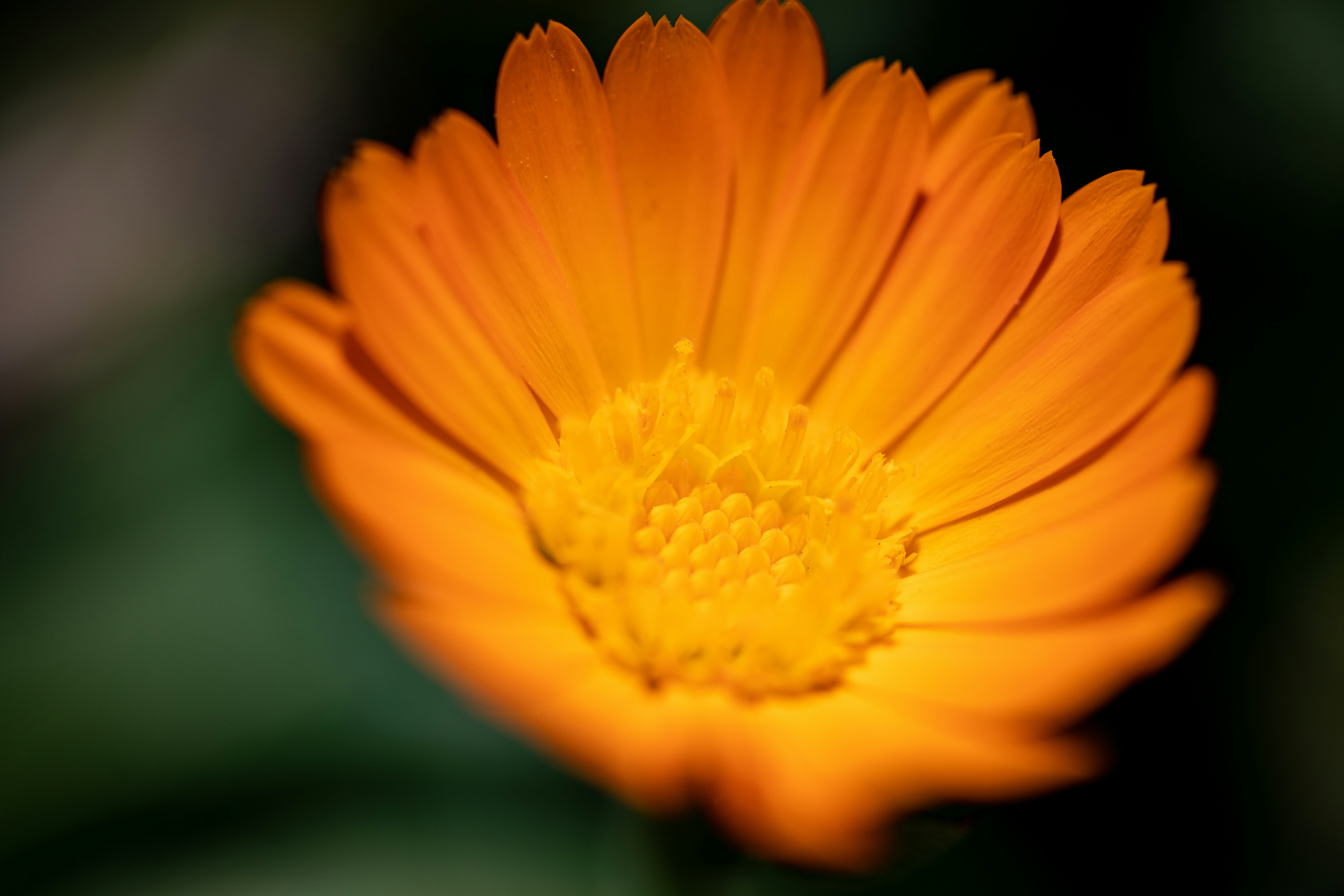 Photo by ovidiugruescu