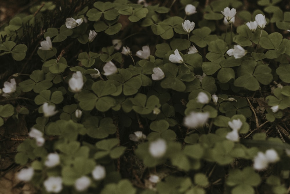 a group of white flowers