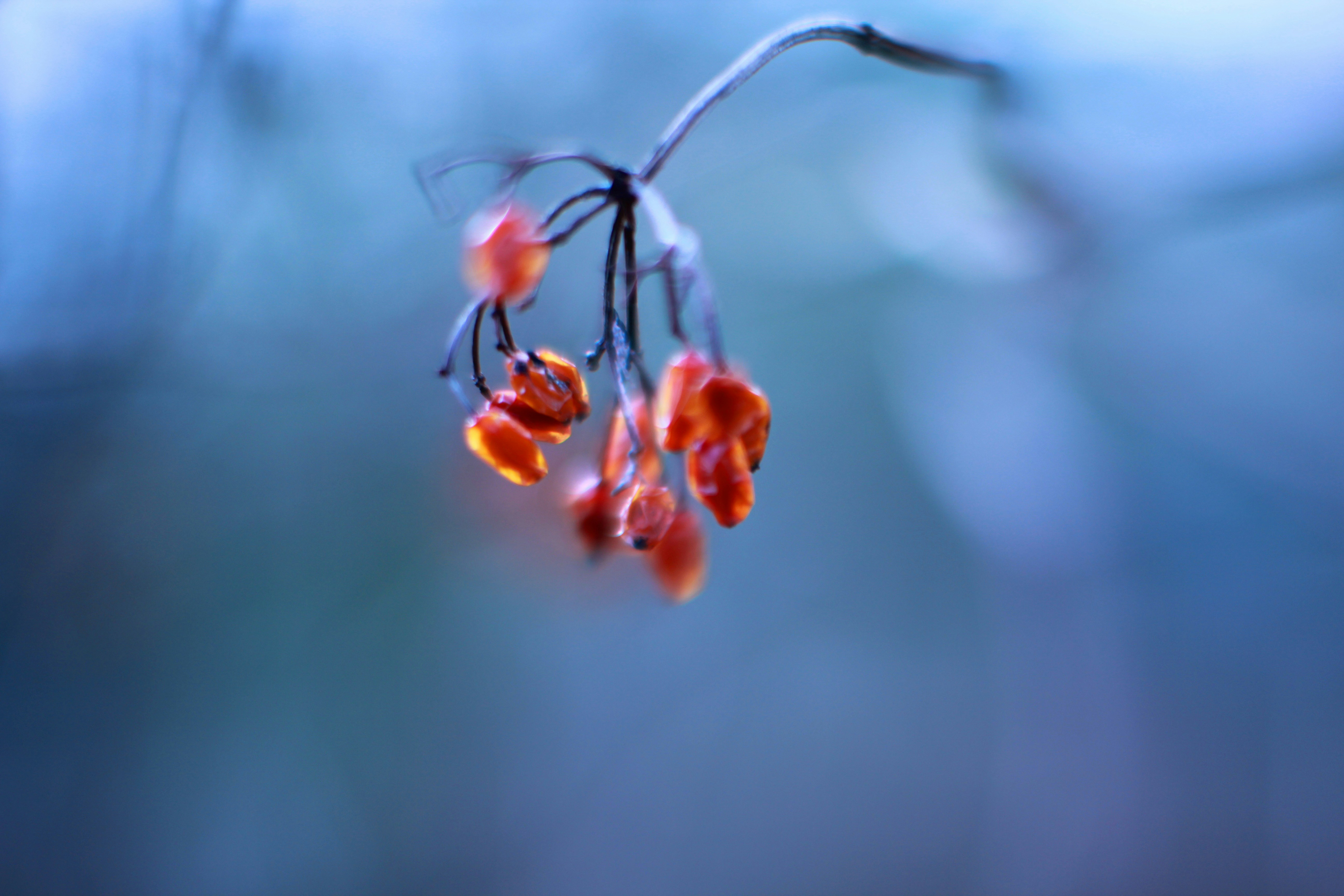 Photo by aneta_sandhu