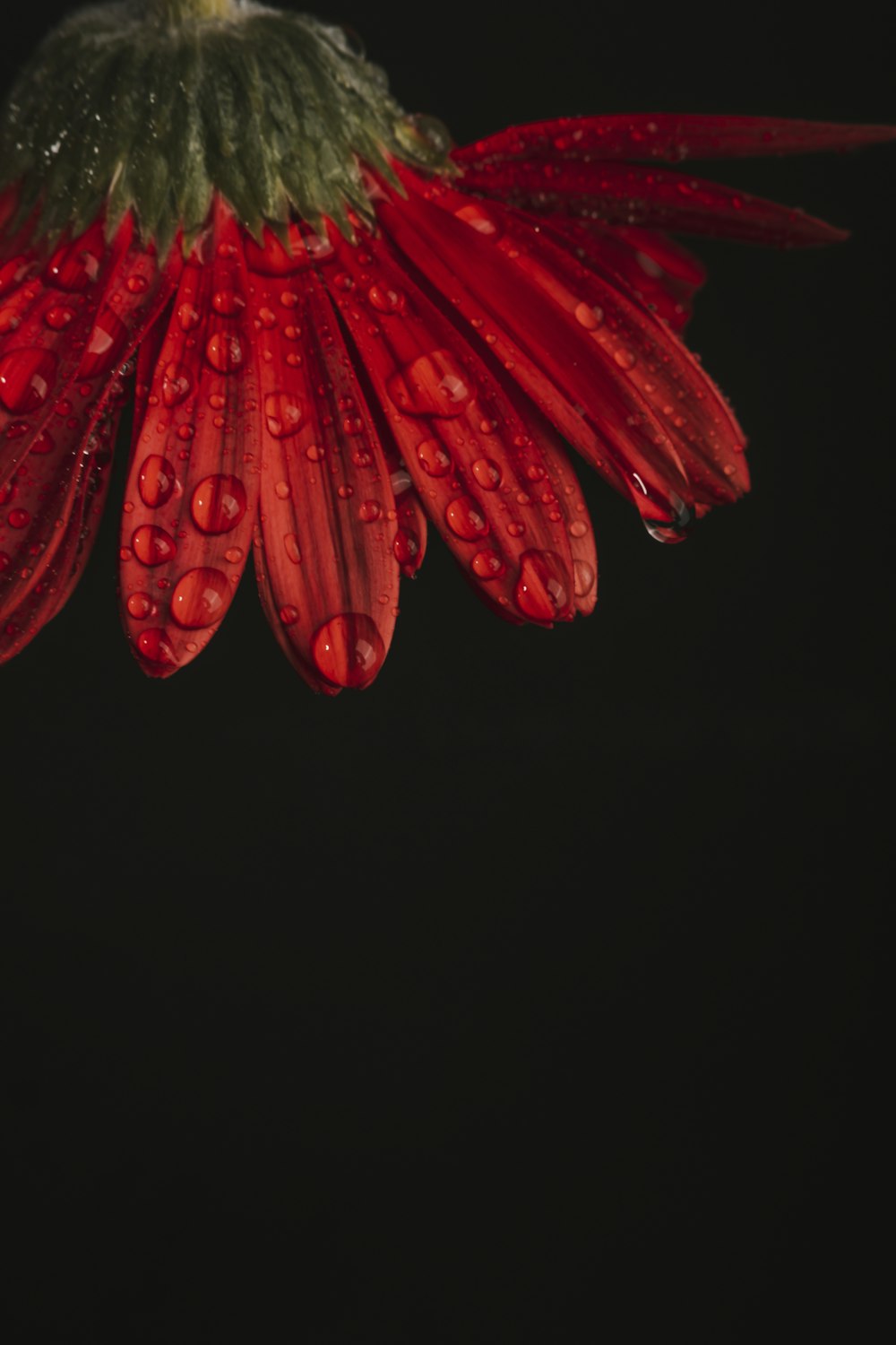 a red and black flower