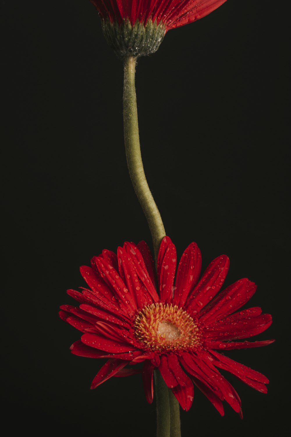 a red flower with a green stem