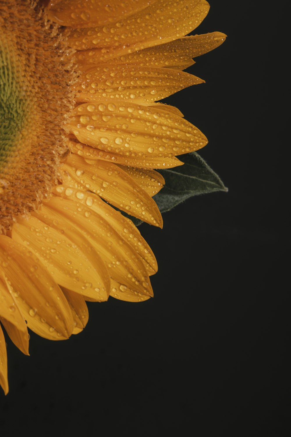 a close up of a yellow flower