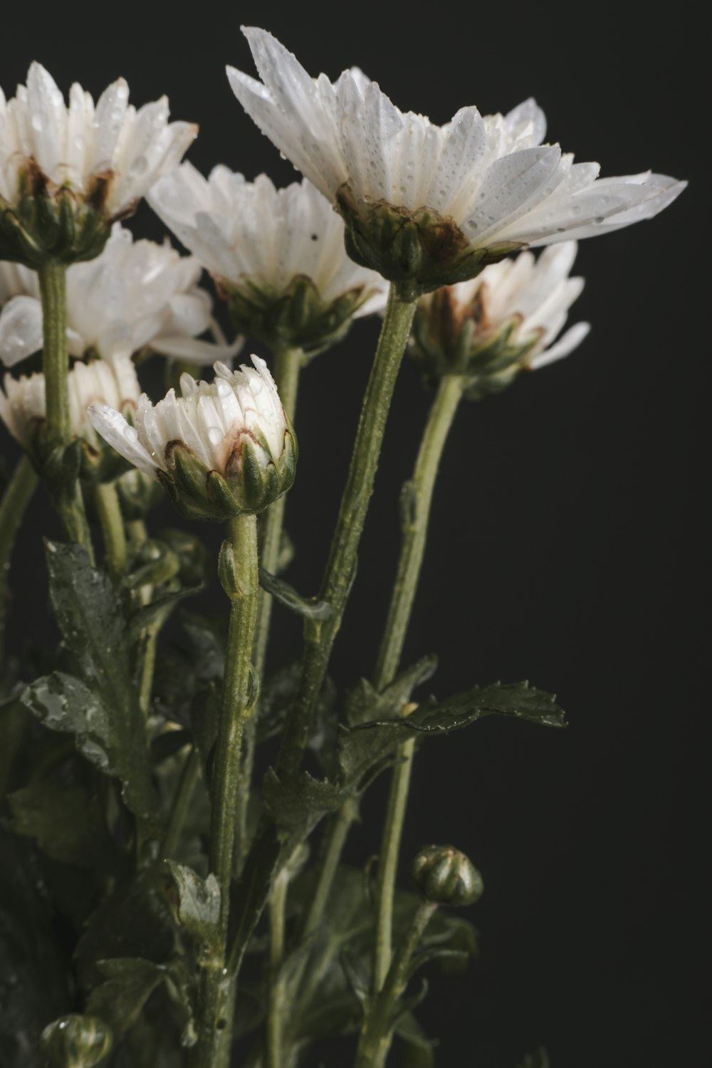 Un grupo de flores blancas