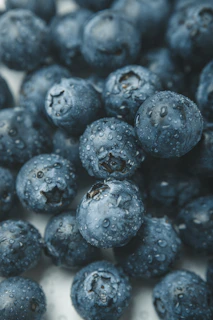 Close-up of ripe, plump blueberries glistening with morning dew on the bush.