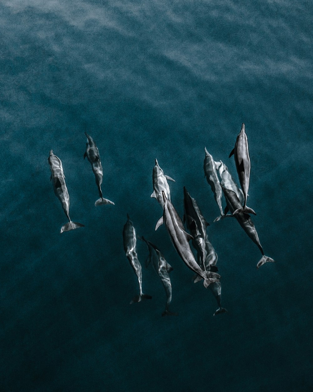 a group of fish swimming in the water