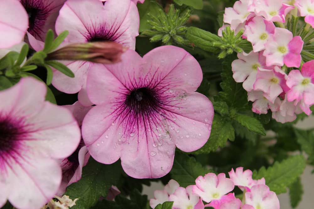 a close up of a flower