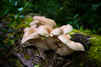 Green Life Mushroom