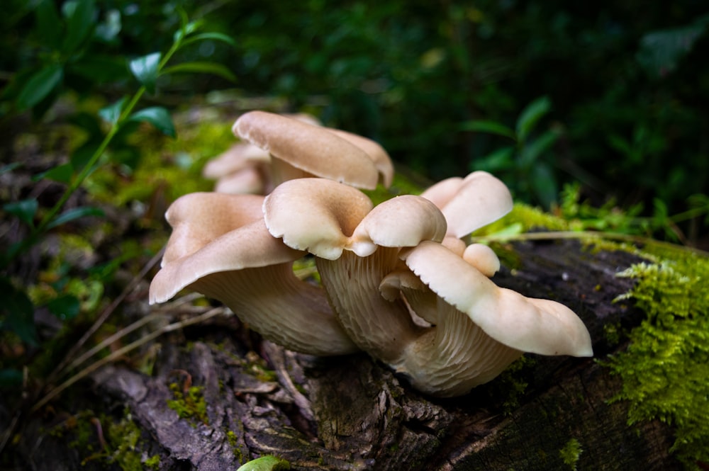 a group of mushrooms growing on a tree stump