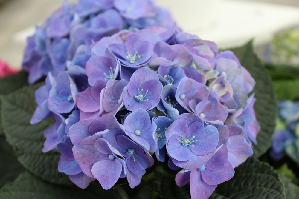 a group of purple flowers