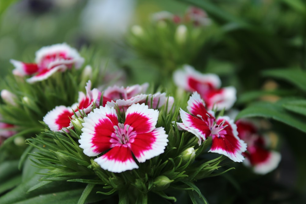 a close up of some flowers