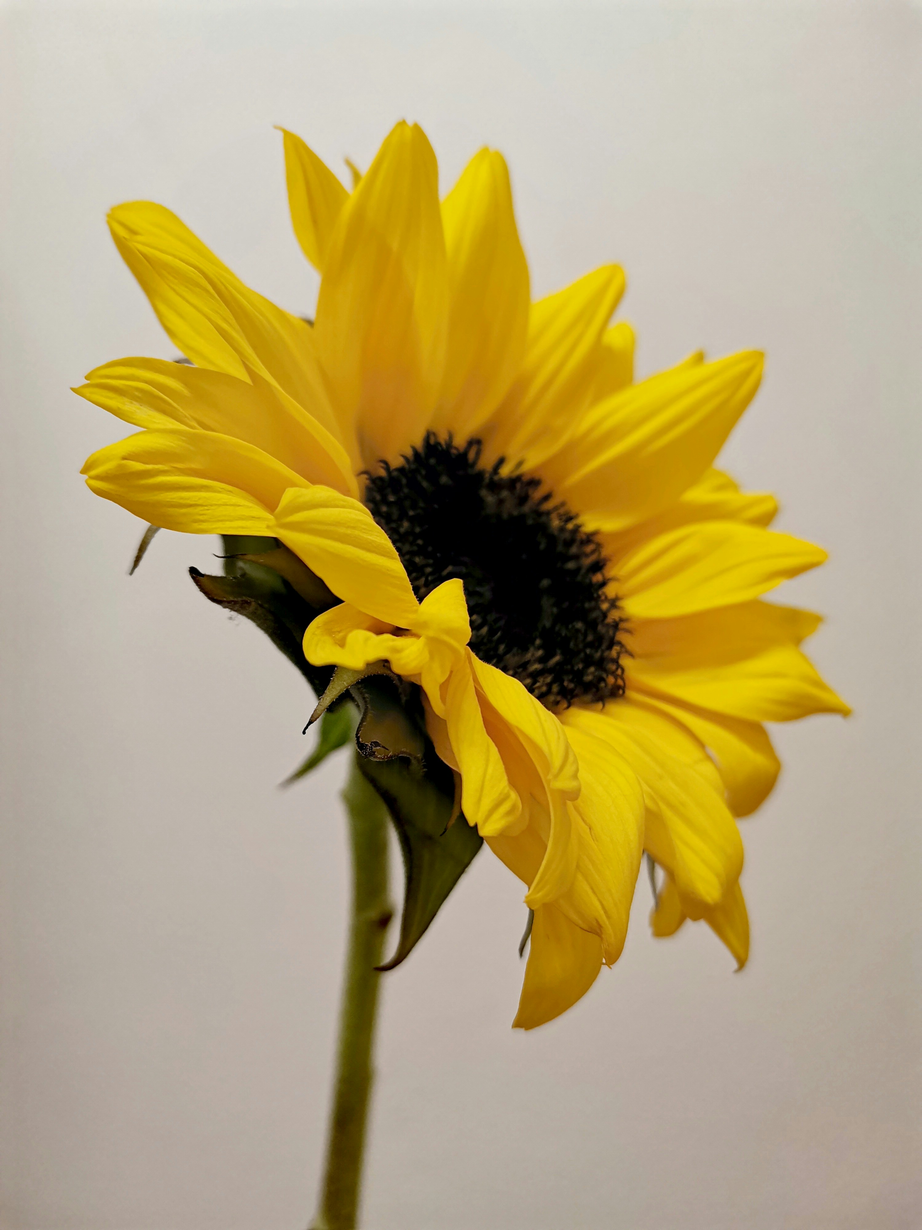 Photo by winterphoenix