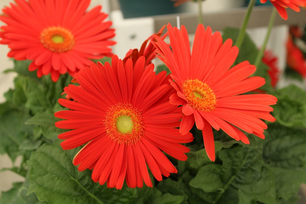 a group of red flowers