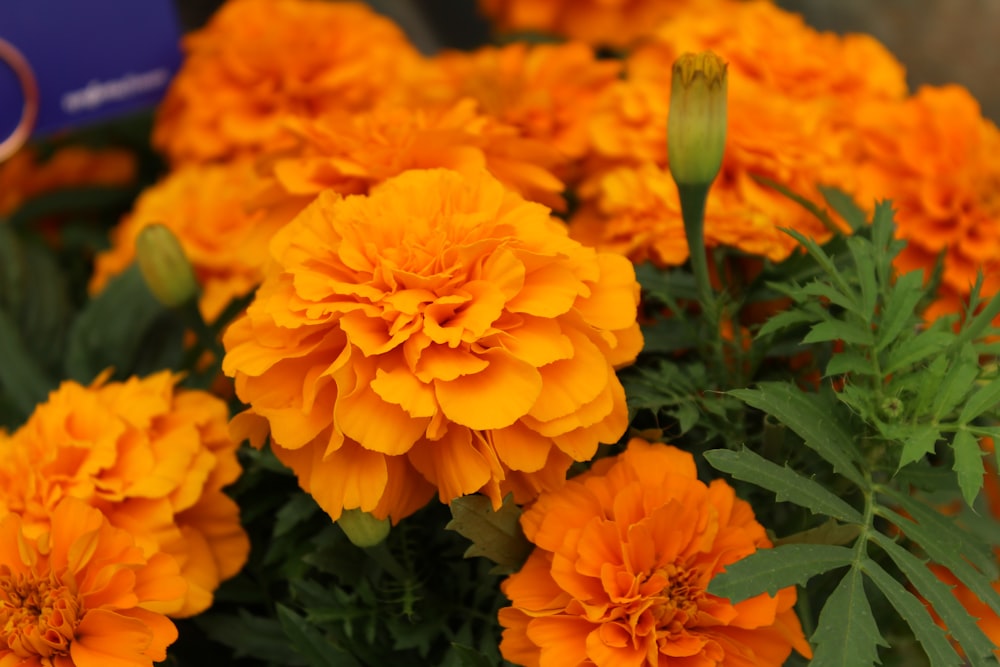 a group of yellow flowers