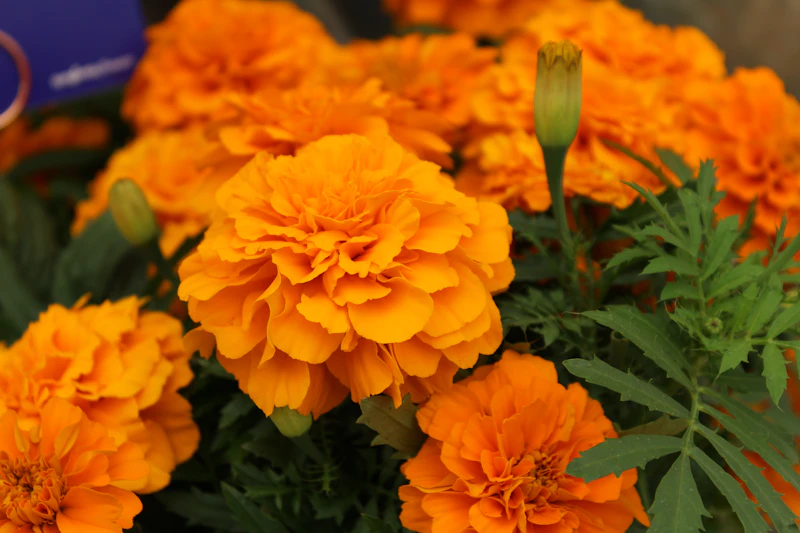 Orange Marigolds in a pot