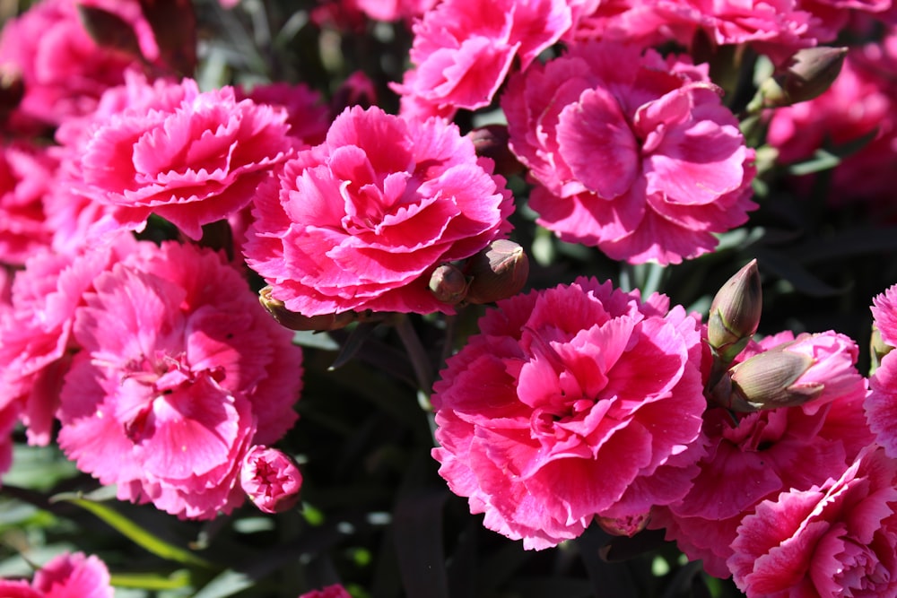 a bee on a pink flower