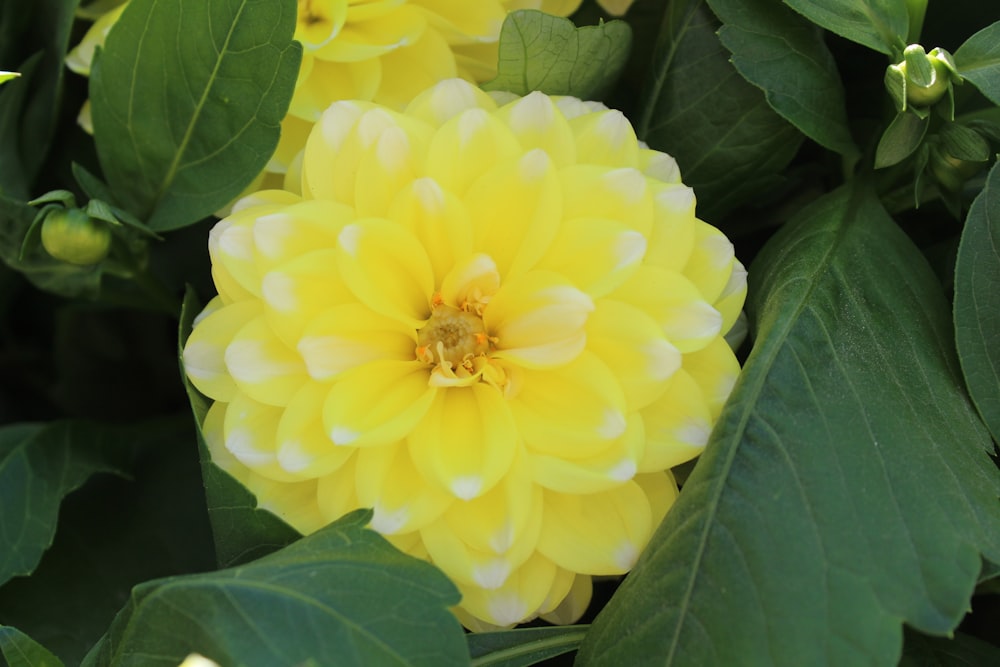 un fiore giallo con foglie verdi