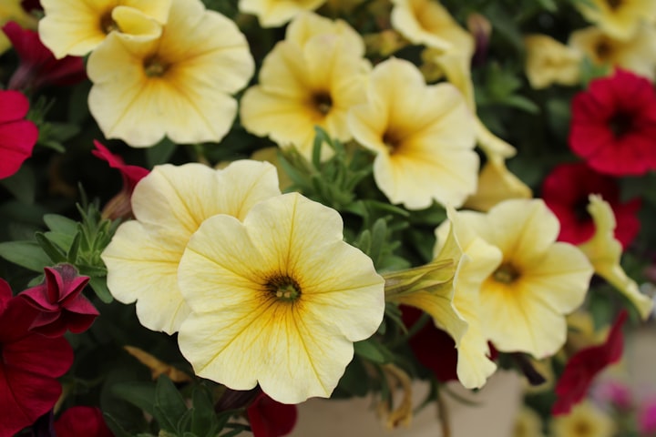 Calibrachoa Care 101: A Beginner's Guide to Planting & Growing