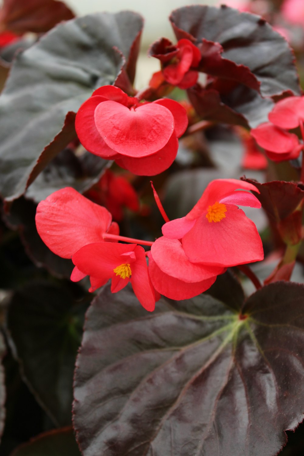 a close up of a red flower