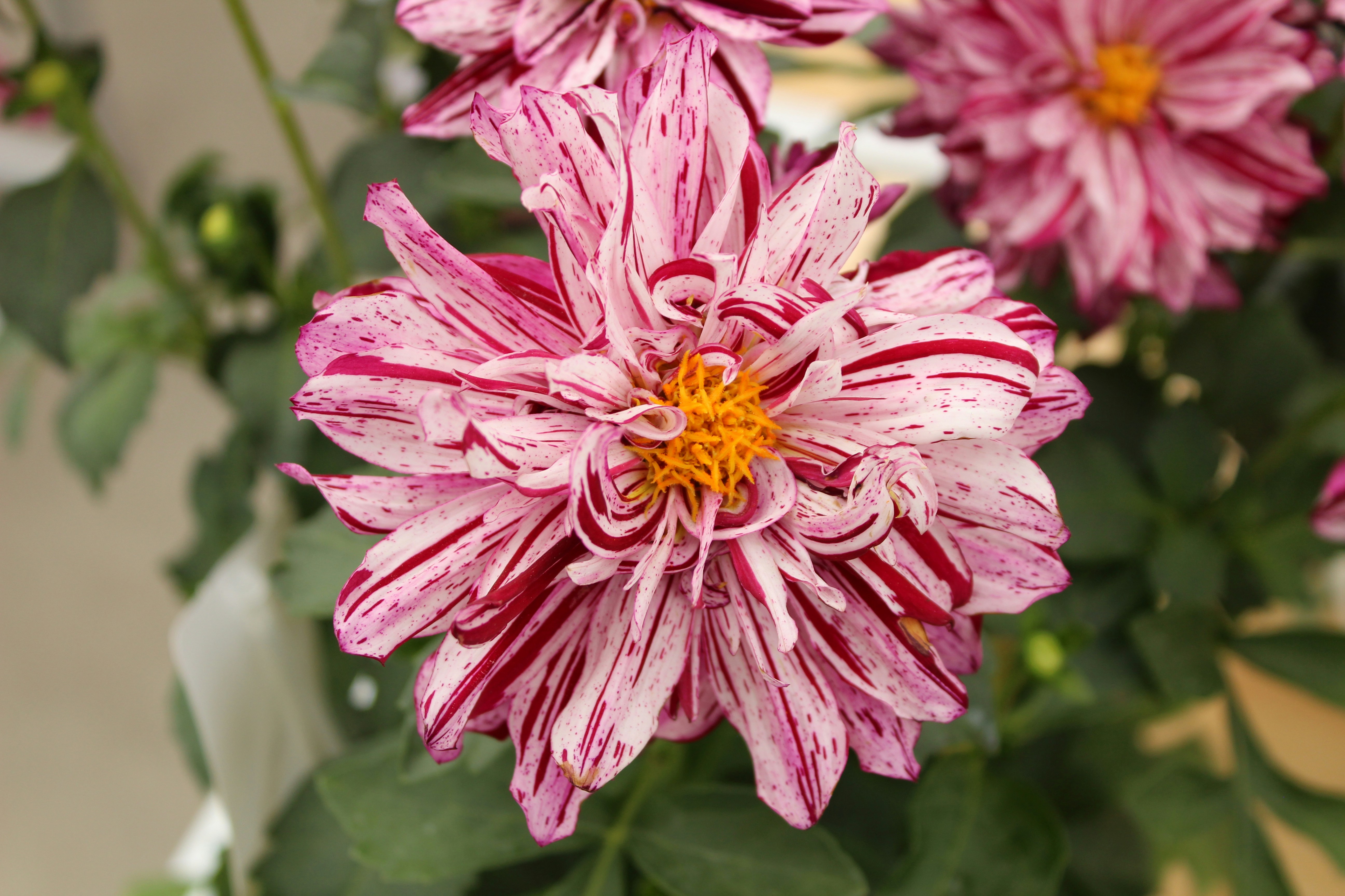 a close up of a flower