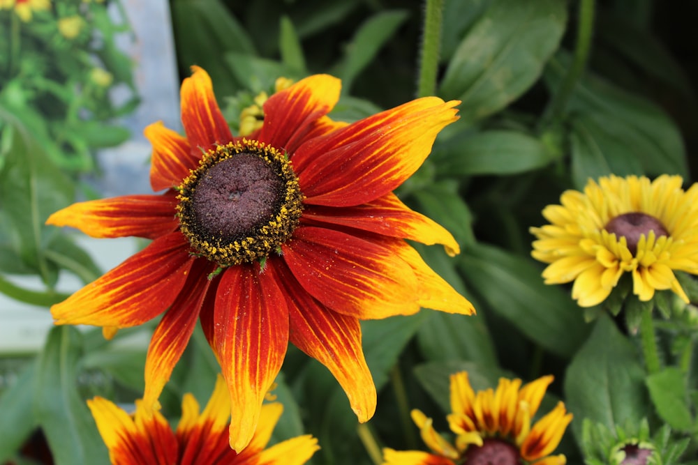 a close up of a flower