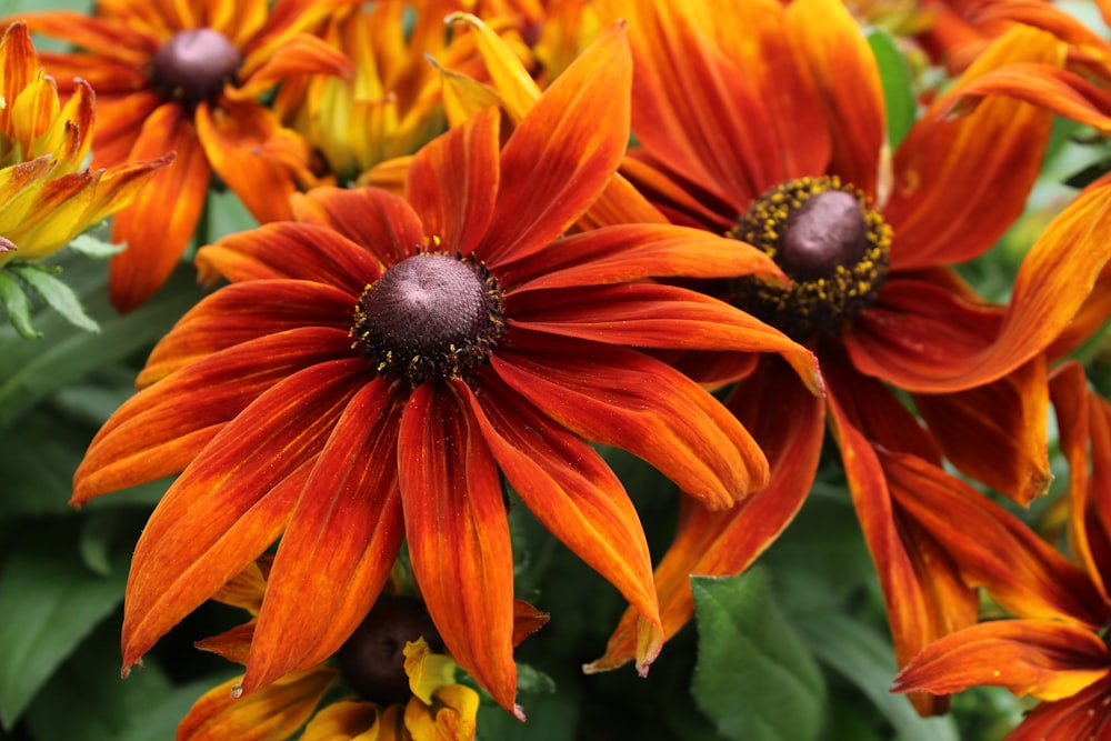 a group of orange flowers