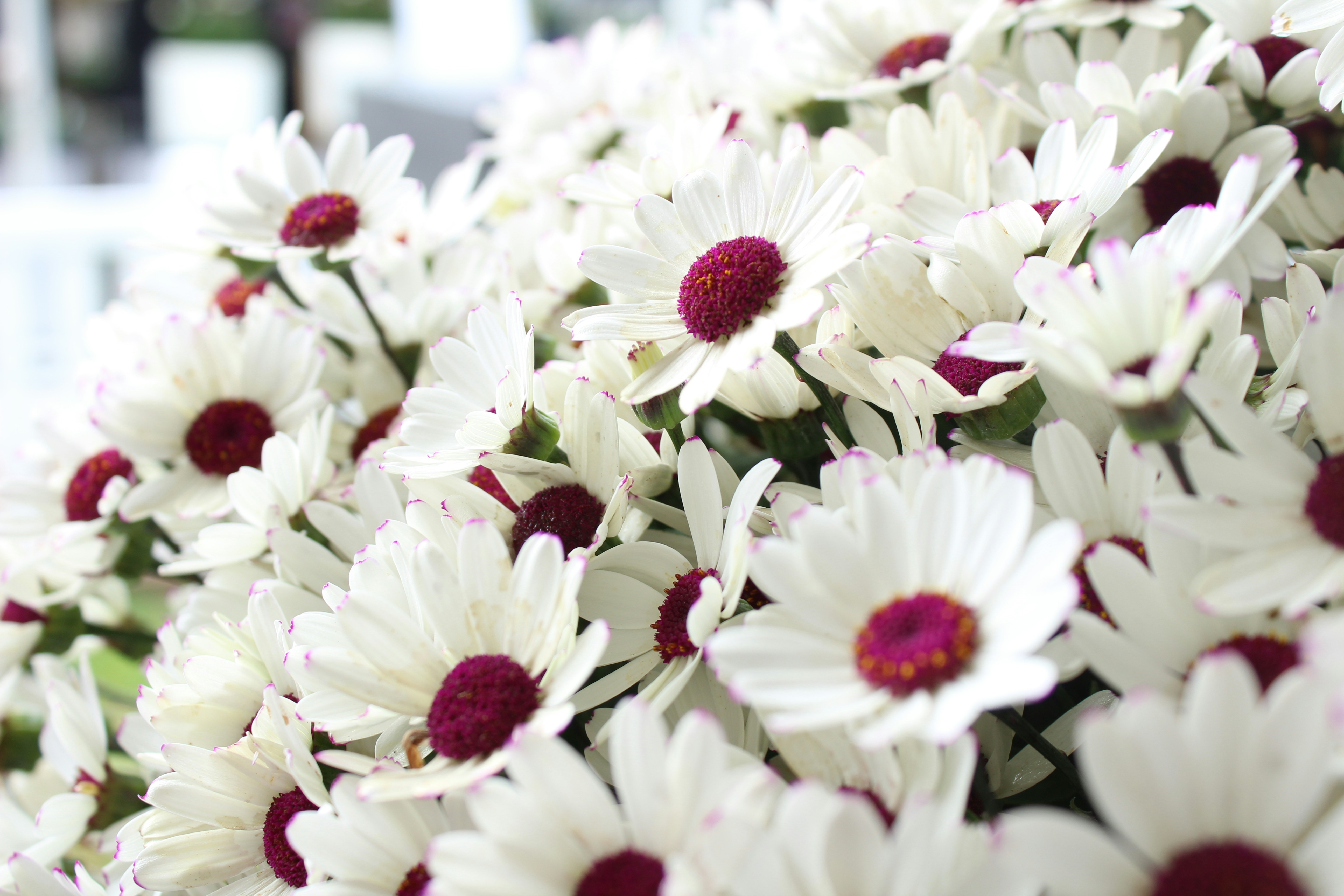 eine Gruppe weißer Blumen