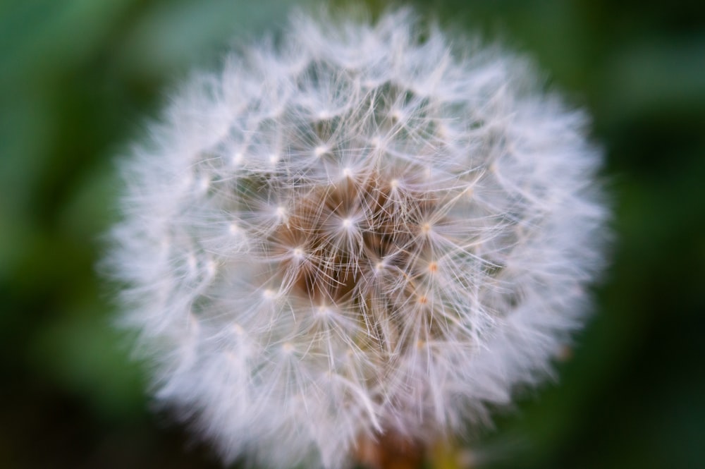 a close up of a dandelion