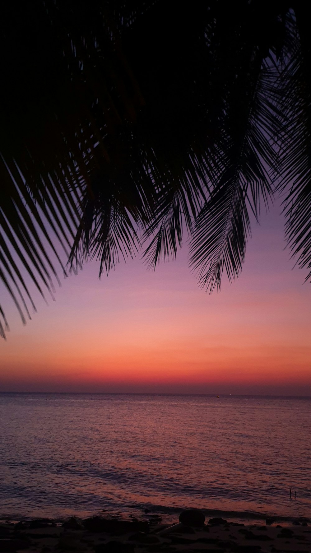 a tree on a beach