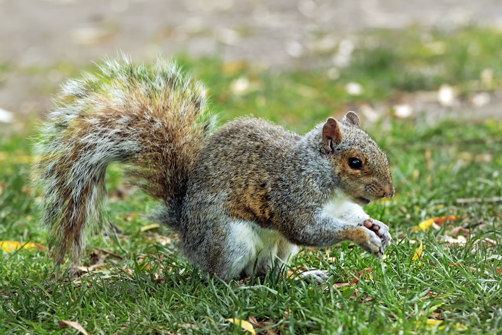 a squirrel in the grass