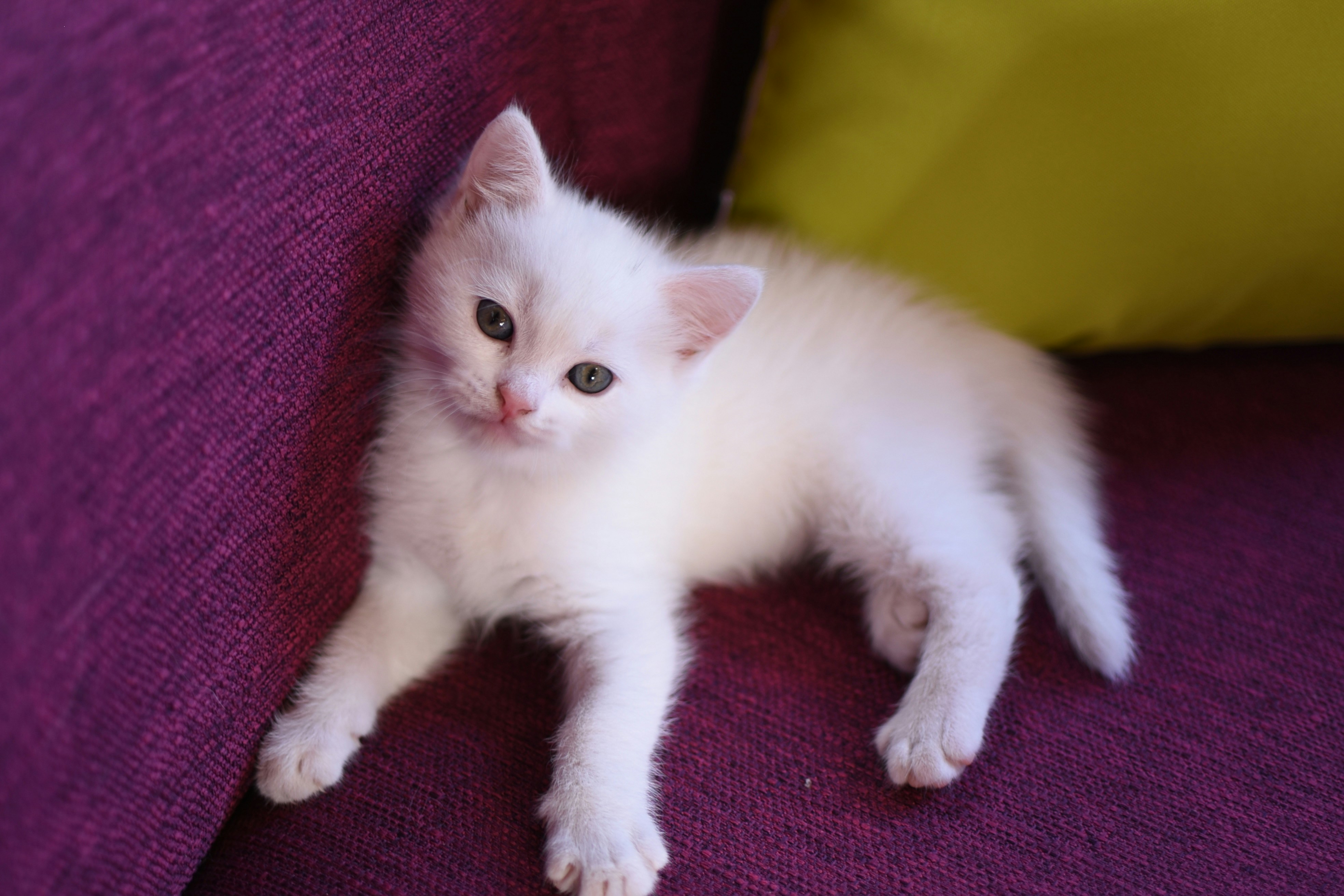 Imágenes de Gatito Blanco | Descarga imágenes gratuitas en Unsplash, image size:3000x2000