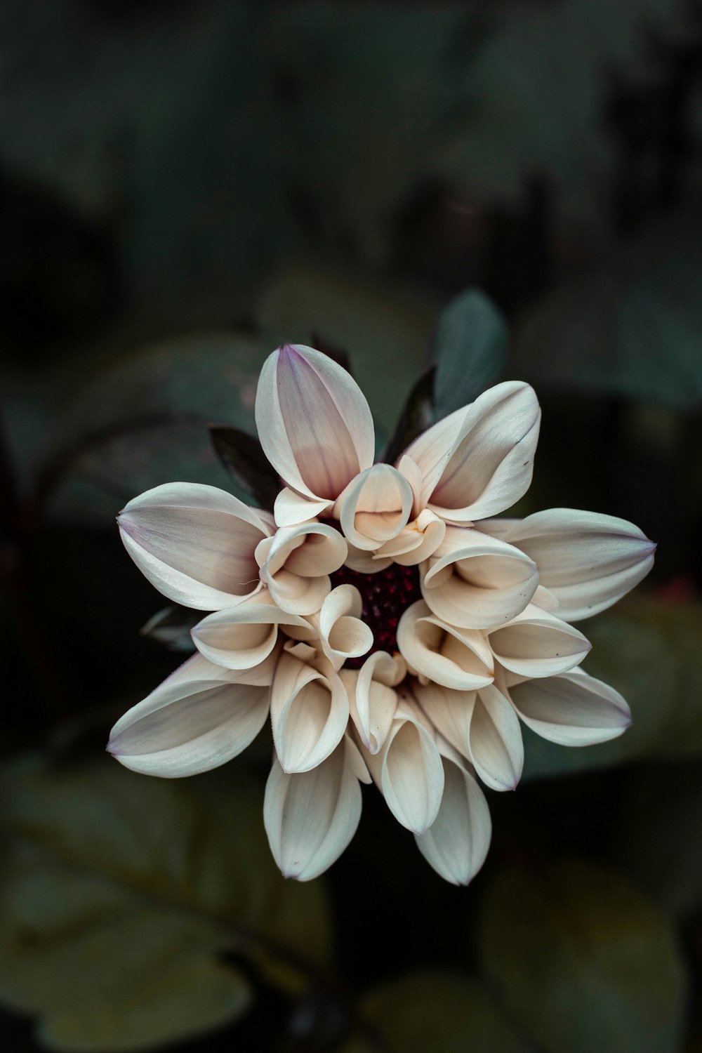 a close up of a flower