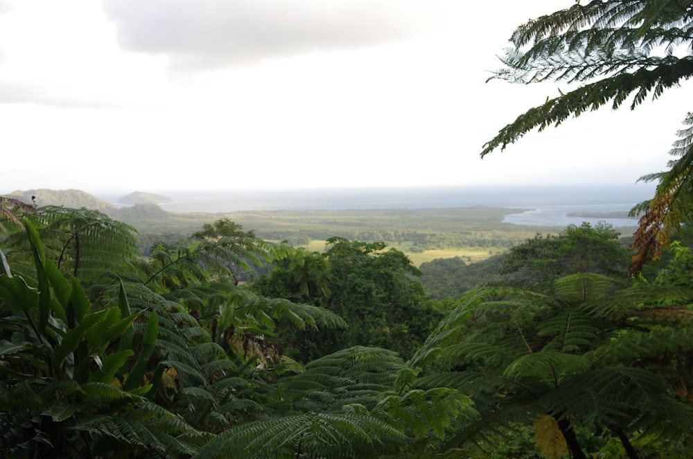 a view of a forest