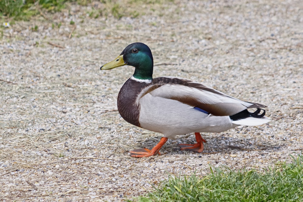 a duck on the ground