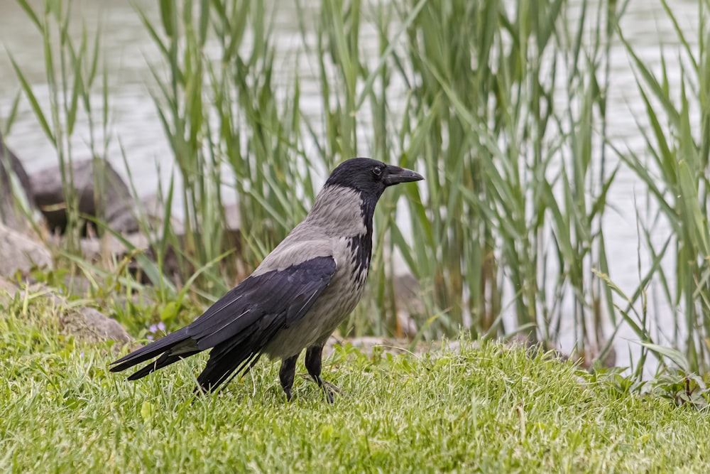 a bird standing on grass