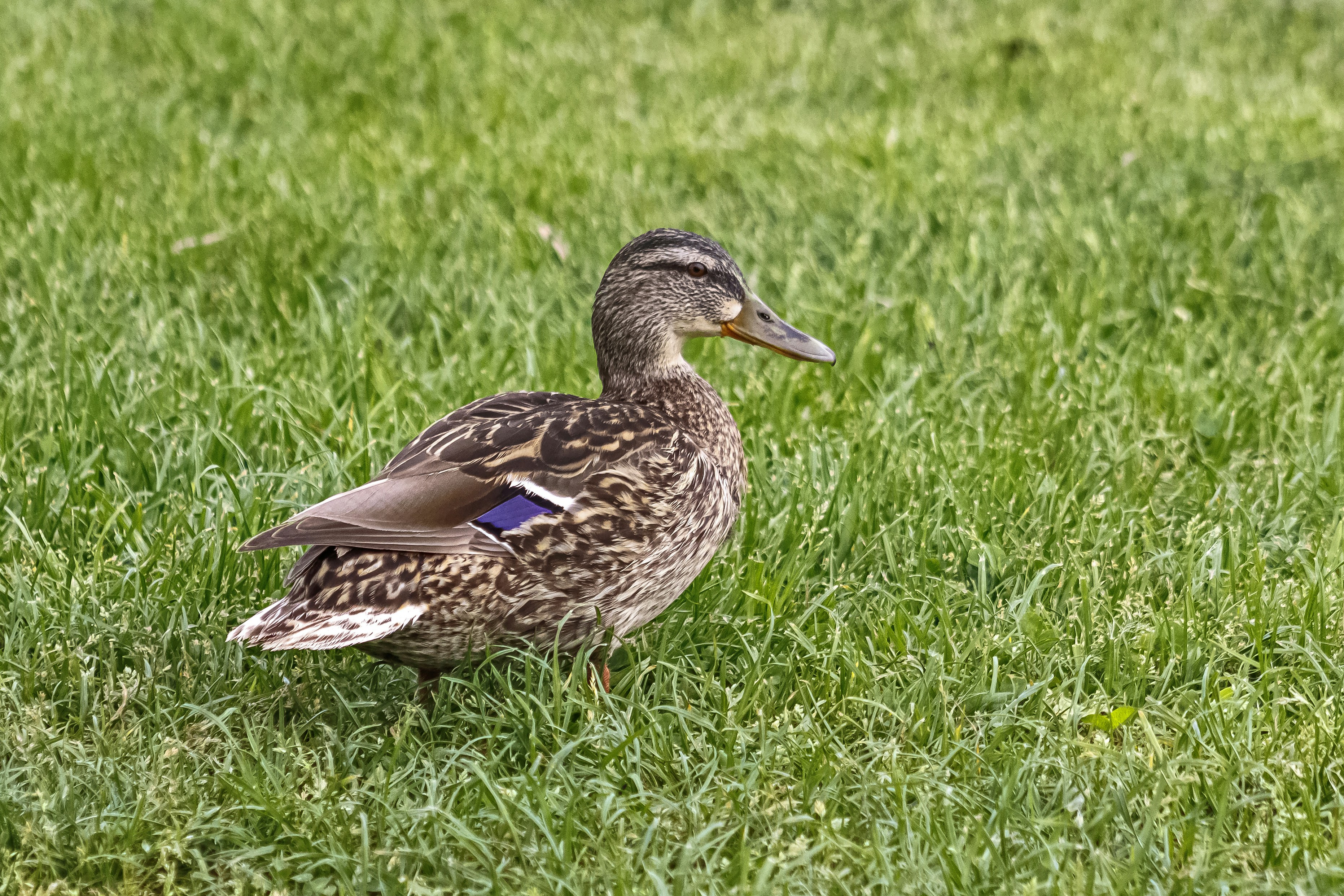 a duck in the grass