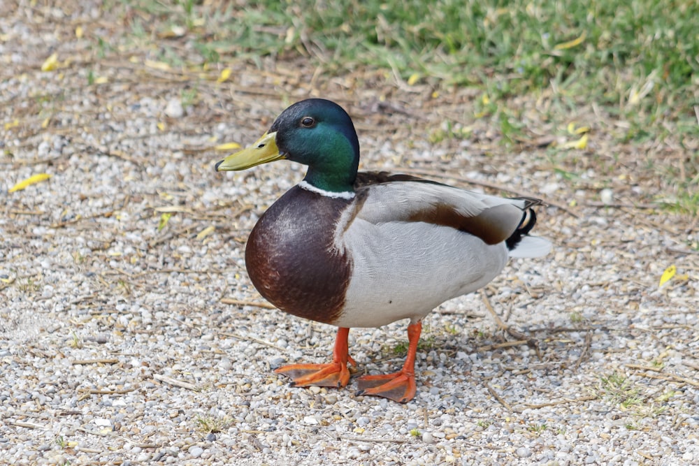 a duck walking on the ground