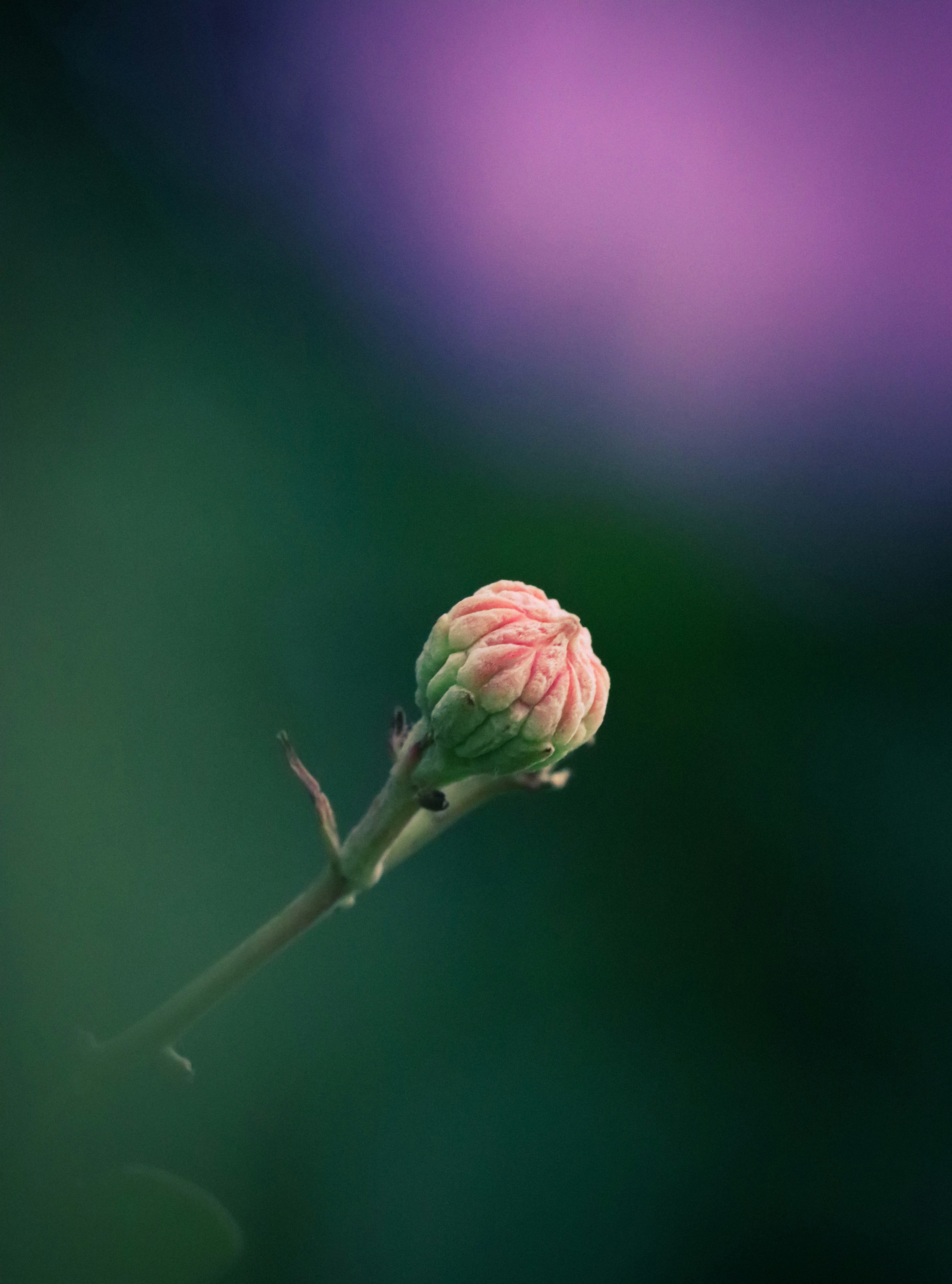 Photo by soonamwooeser