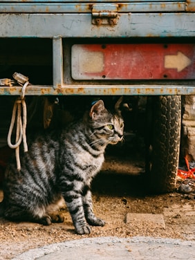 A tabby cat sits on the ground beside an aged vehicle. The vehicle has visible signs of rust and wear, with a faded red and white directional sign on it. The ground is covered in dirt and there is a coiled rope hanging from the vehicle. The cat appears relaxed, looking towards the right.