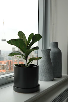 a plant in a pot by a window