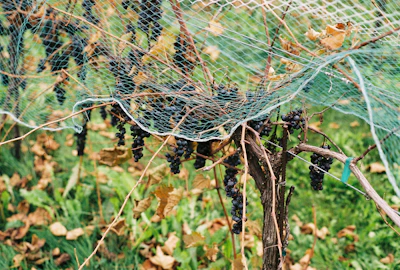a spider on a web