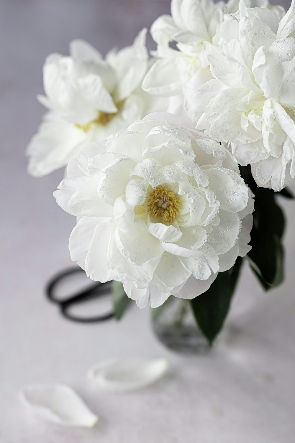 a vase with white flowers