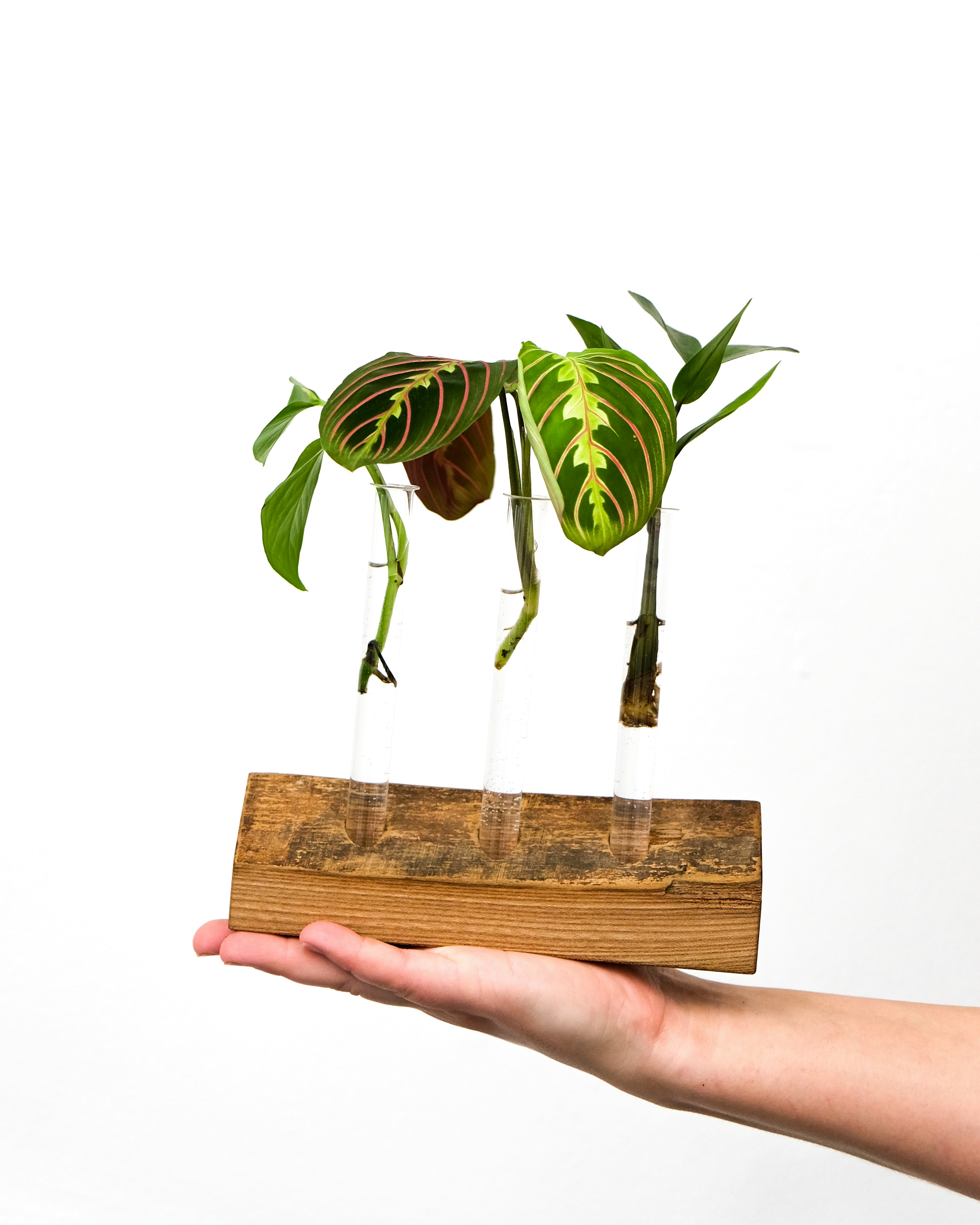 Photo by feeypflanzen