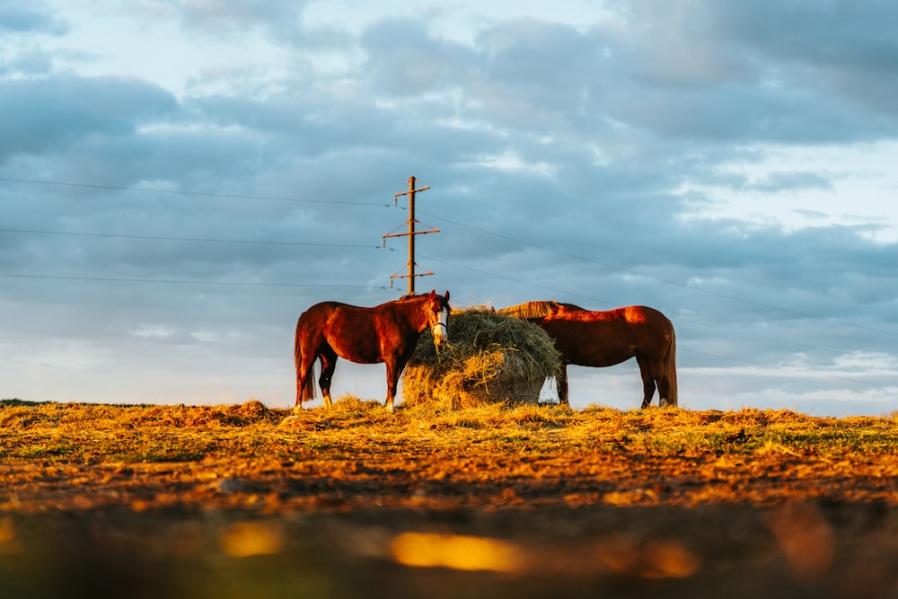 cavalos em pé em uma colina